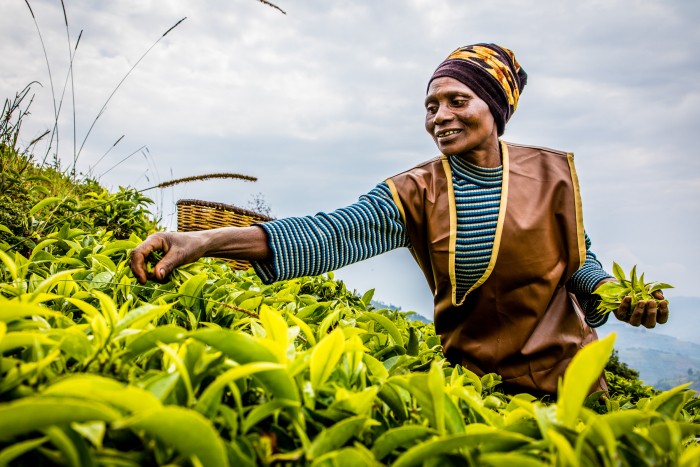 Smallholder tea farmer Agnès Mukamunam plucking tea in her tea field.